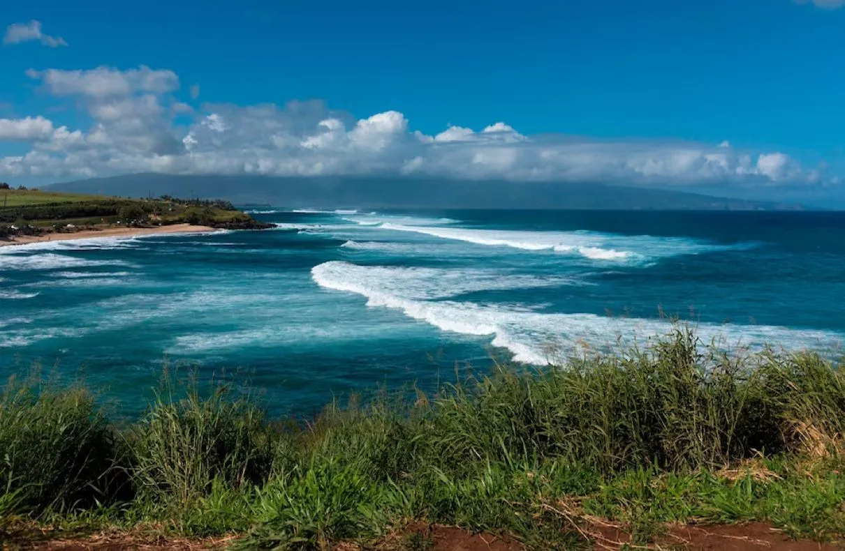 39 Year Old Man Dead After Shark Attack in Paia Bay