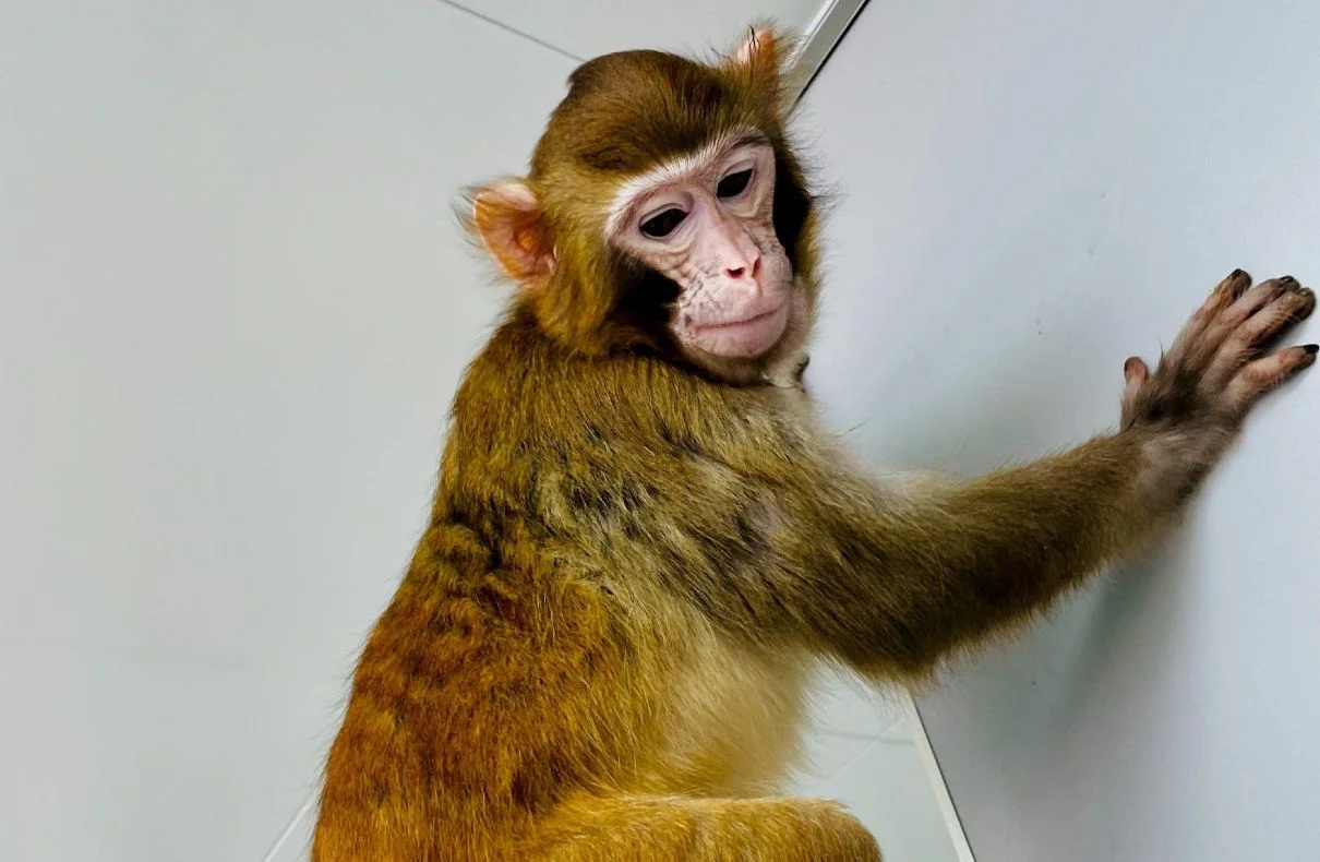 A Rhesus Monkey Cloned In The Lab Survives For Over Two Years