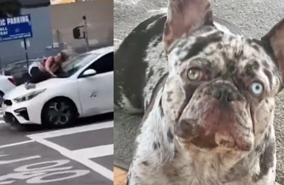 Brave Woman Clings To Speeding Car To Rescue Stolen French Bulldog In Downtown L.a