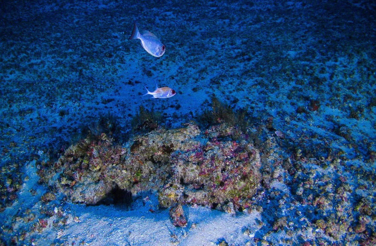 Exploring The World's Largest Deep-sea Coral Reef Habitat