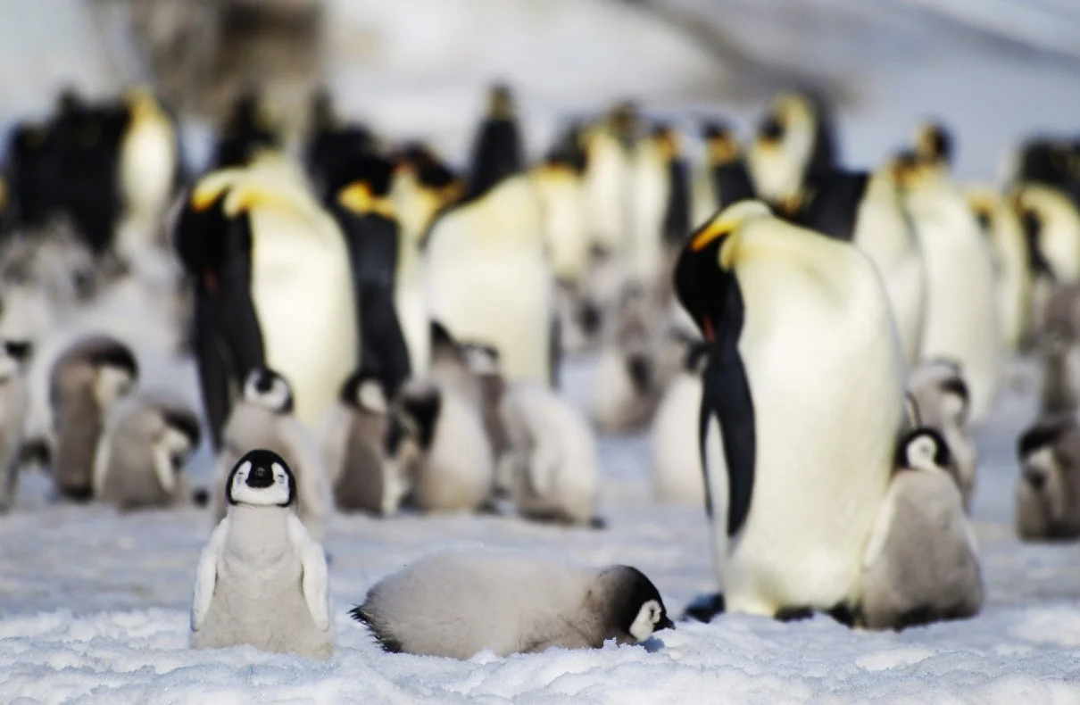 First Penguins Die Of H5n1 Bird Flu In Antarctica