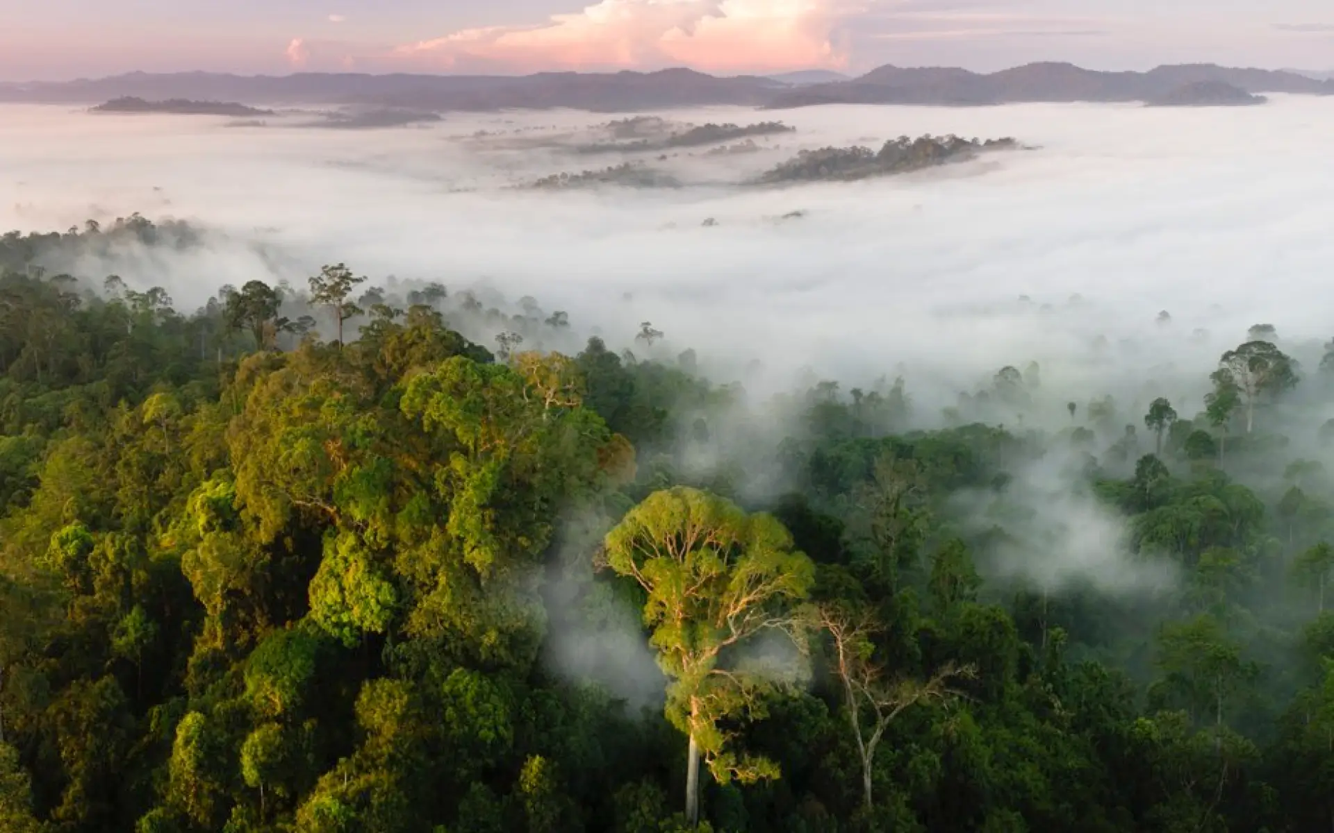 The Impact of Woody Vines on Forests and Carbon Sink