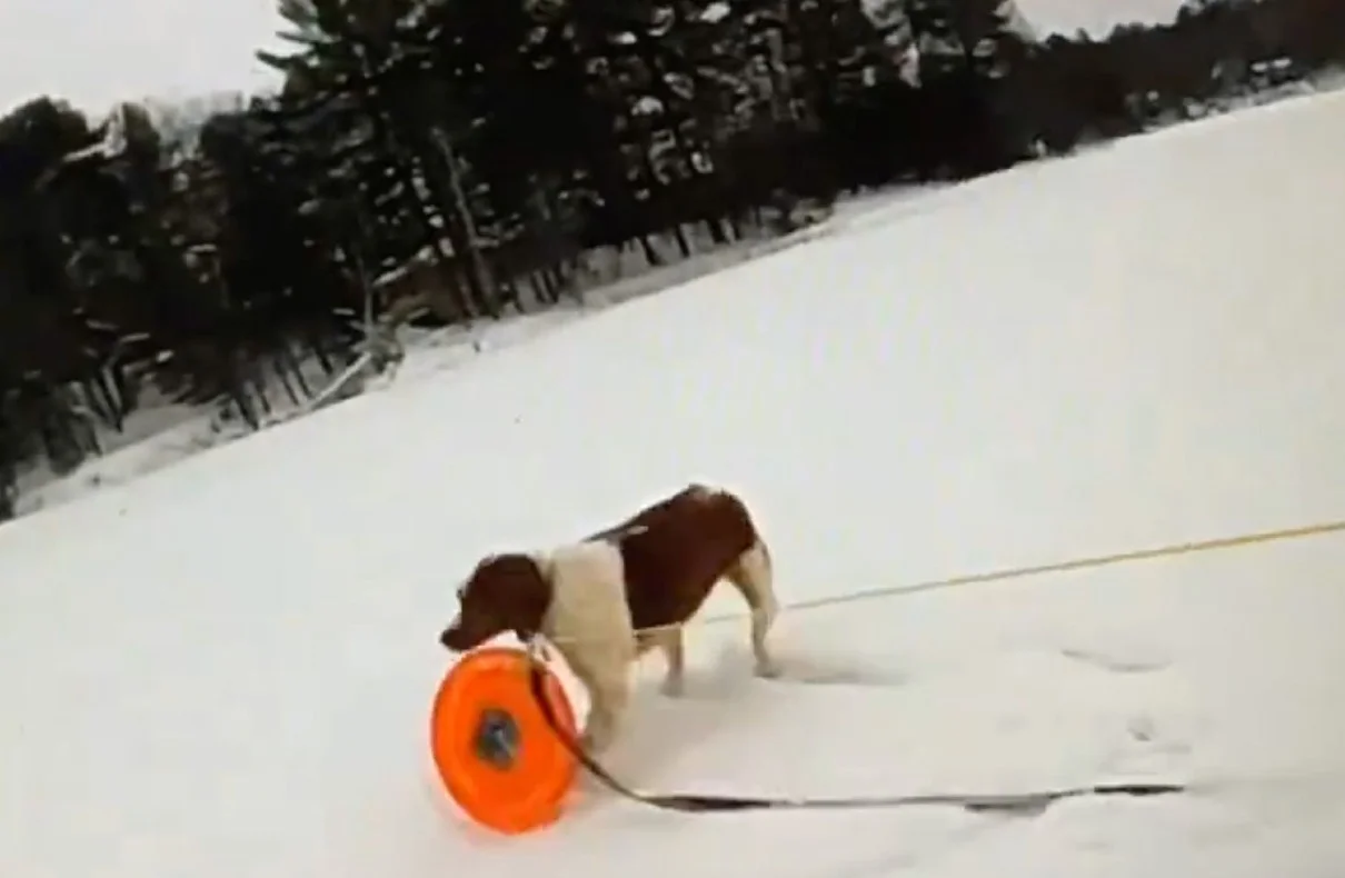 Loyal Dog Saves Owner Life from Icy Michigan Lake
