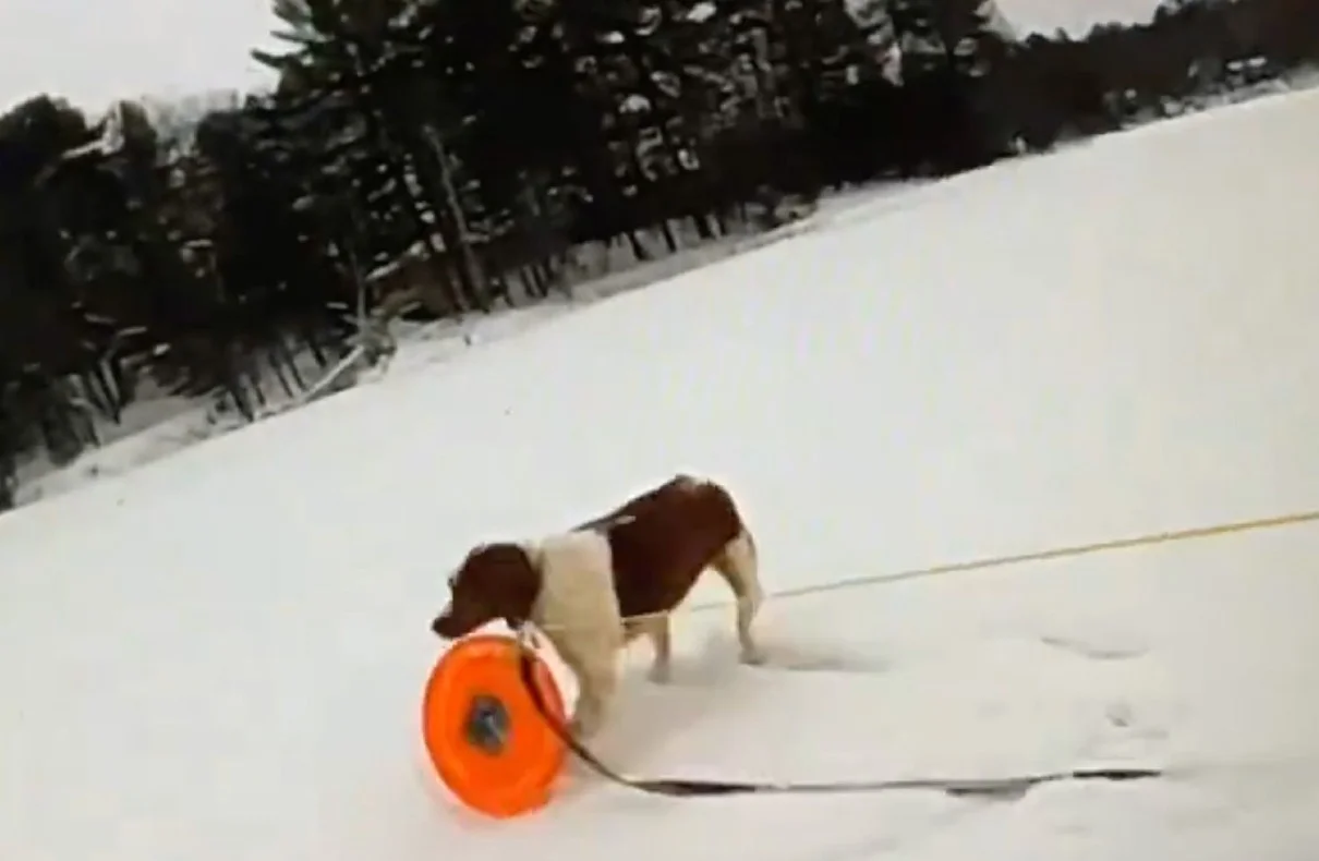 Loyal Dog Saves Owner Life From Icy Michigan Lake