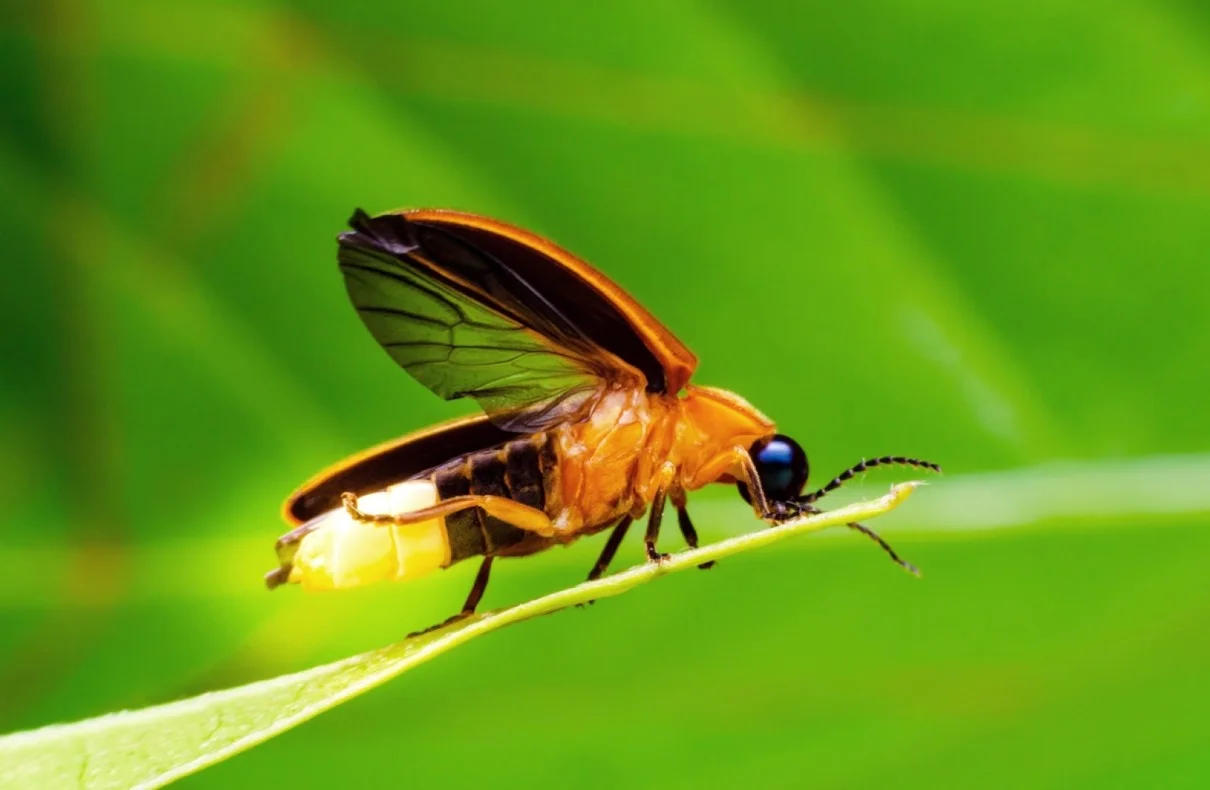 Scientists Uncover the Surprising Truth Behind Insects and Lights