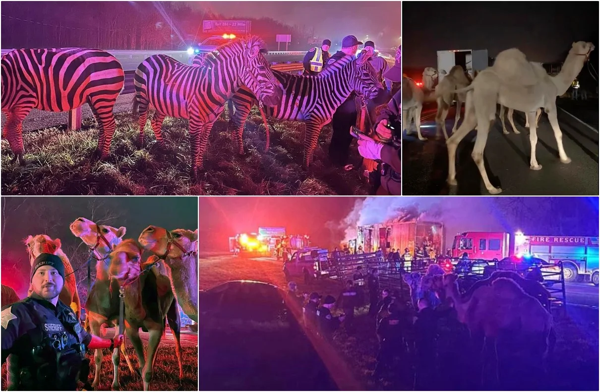 Troopers Bravely Rescue Camels and Zebras From Massive Truck Fire in Indiana
