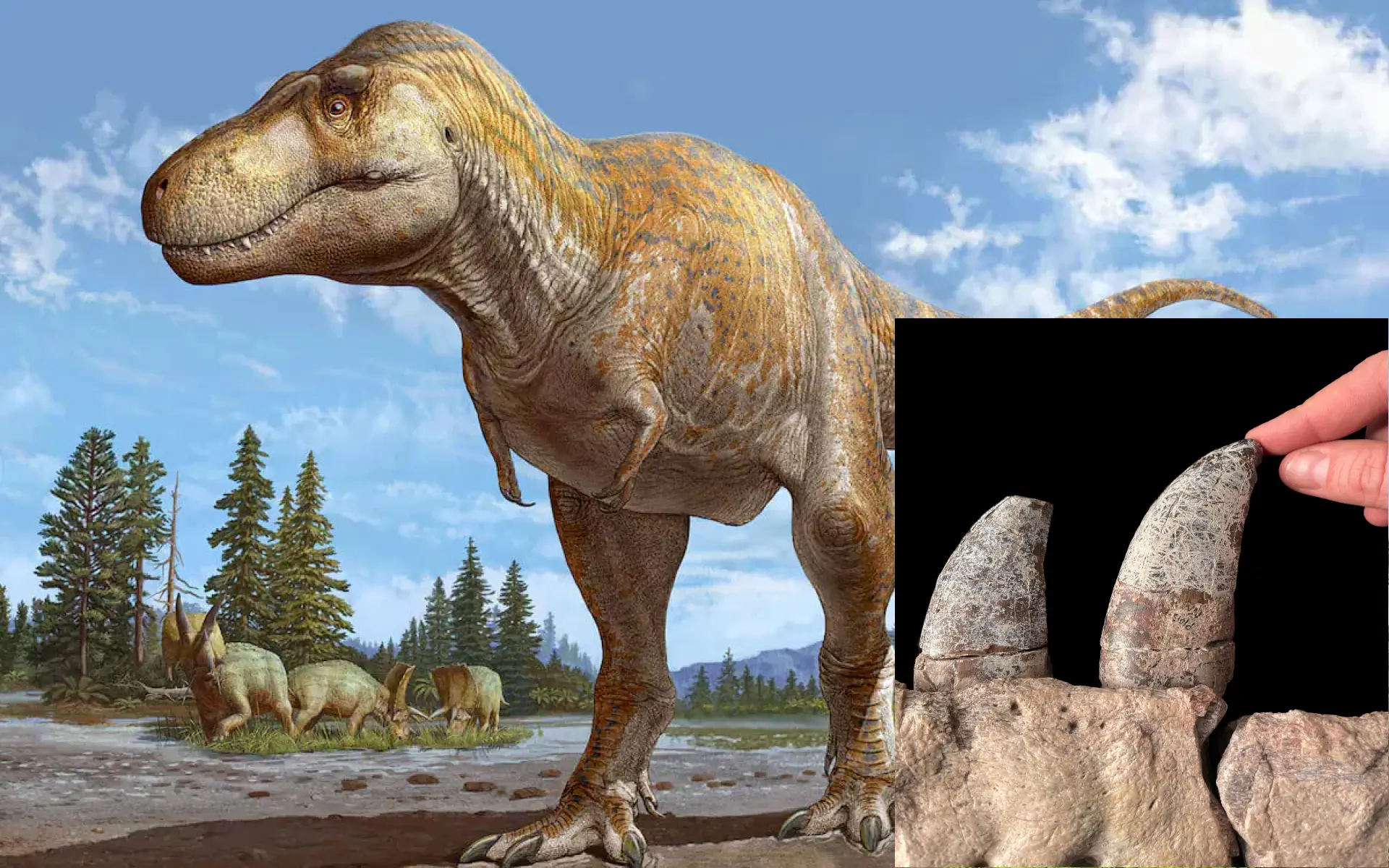 The Evolutionary Journey of Tyrannosaurus rex in North America