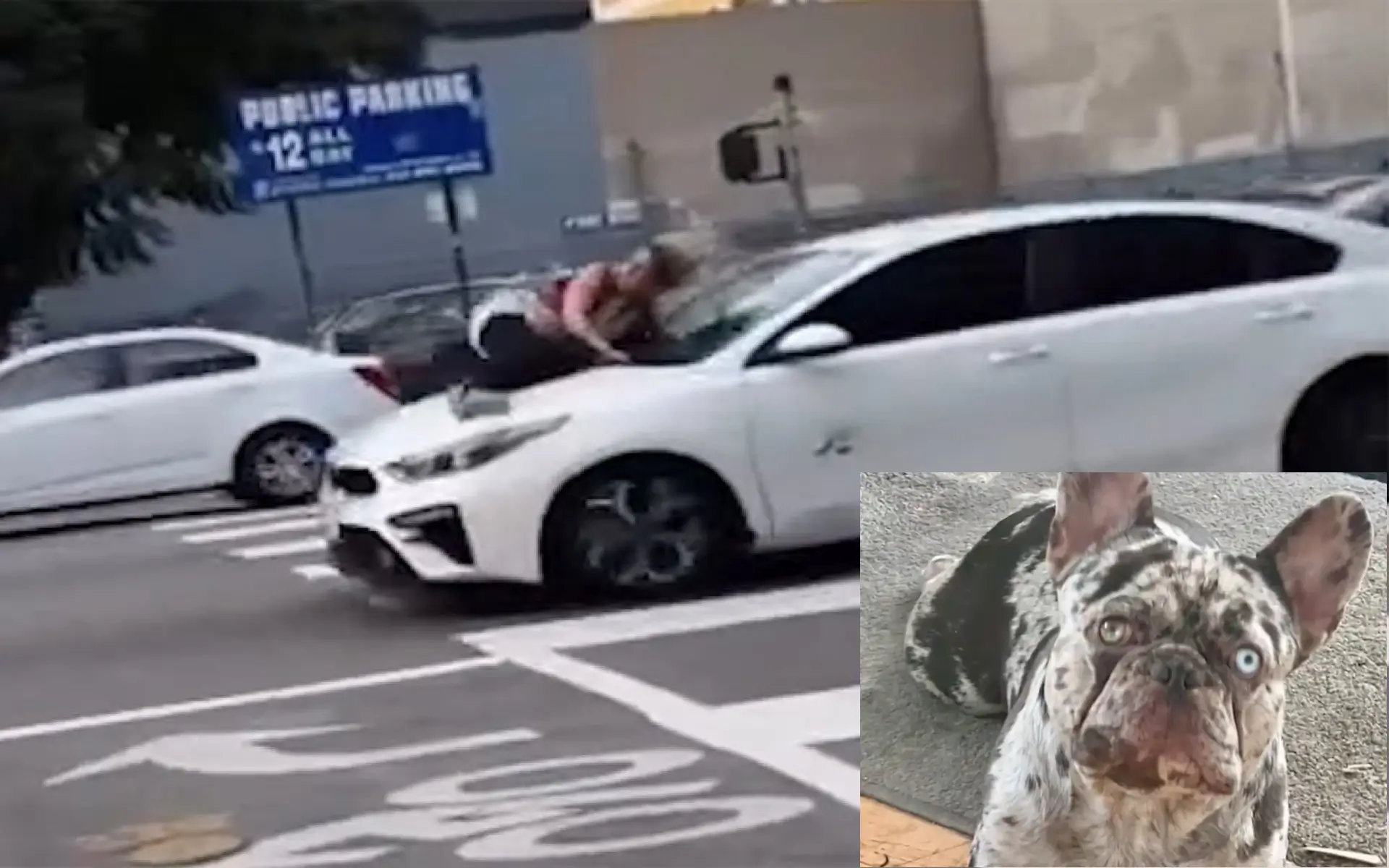 Woman Holds on to Speeding Car to Rescue Stolen French Bulldog