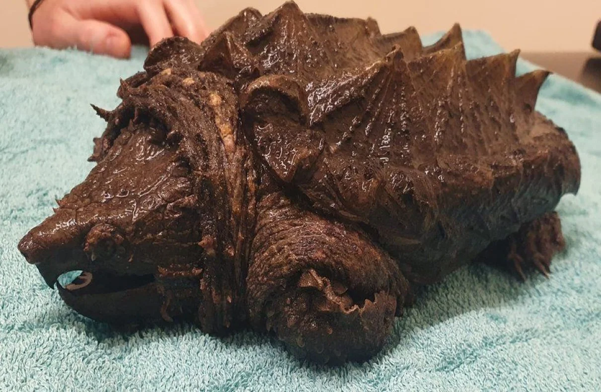 Alligator Snapping Turtle Rescued in Cumbria