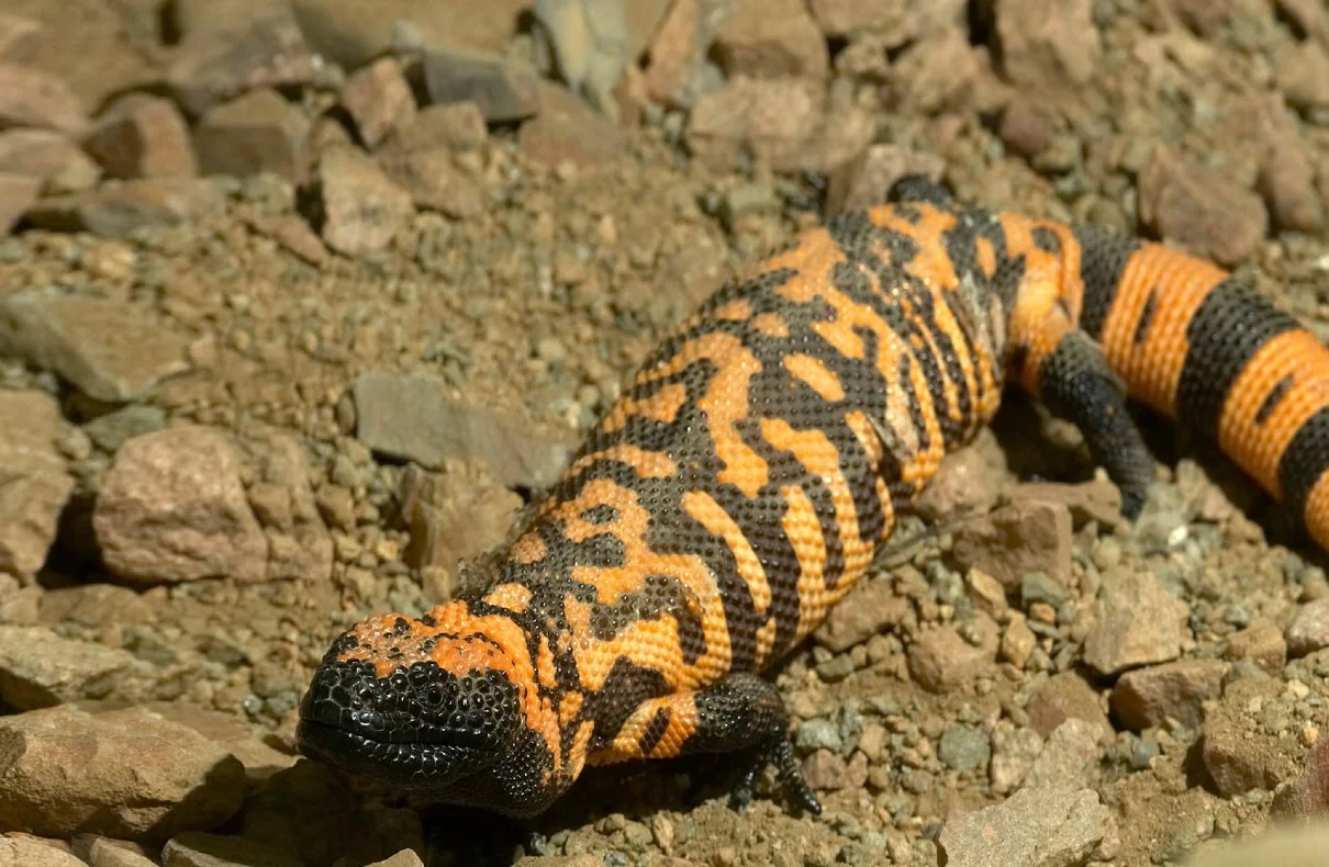 Death of a Colorado Man After Bitten by a Pet Gila Monster