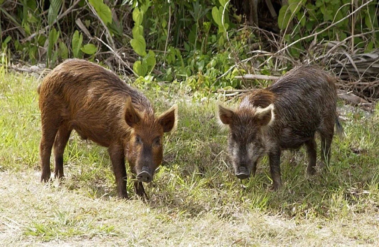 Feral Pigs and Donkeys Revolutionizing Ecosystem Restoration, Study Says