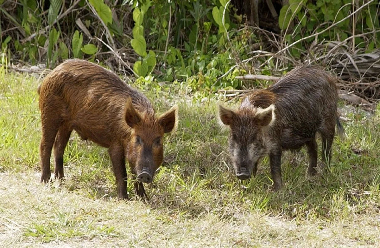 Feral Pigs And Donkeys Revolutionizing Ecosystem Restoration, Study Says