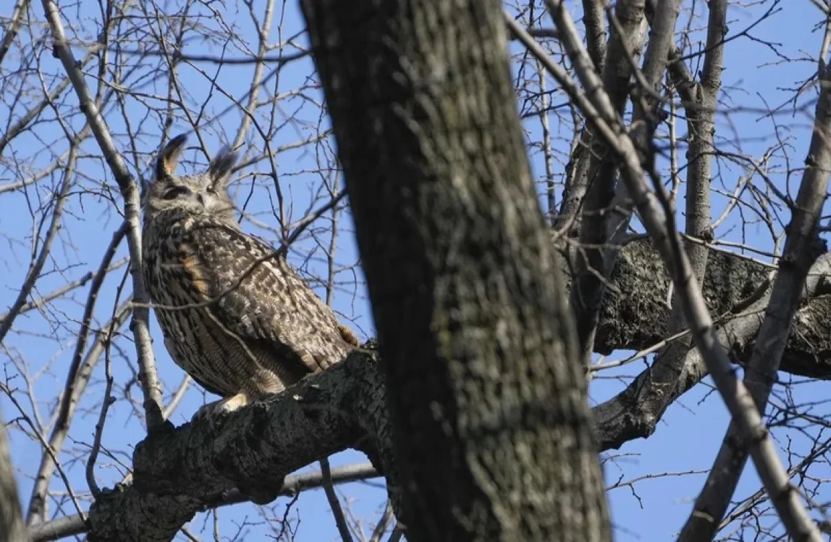 ‘Flaco’ New York City Beloved Owl, Dies After Tragic Accident