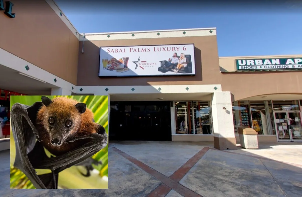 Rabies Advisory After ‘Bat’ Incident at Florida Movie Theater
