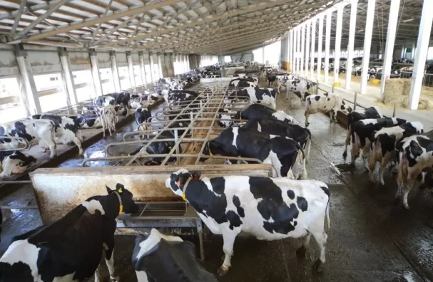 Bird Flu Outbreak Detected Among Dairy Cattle in the U.S.