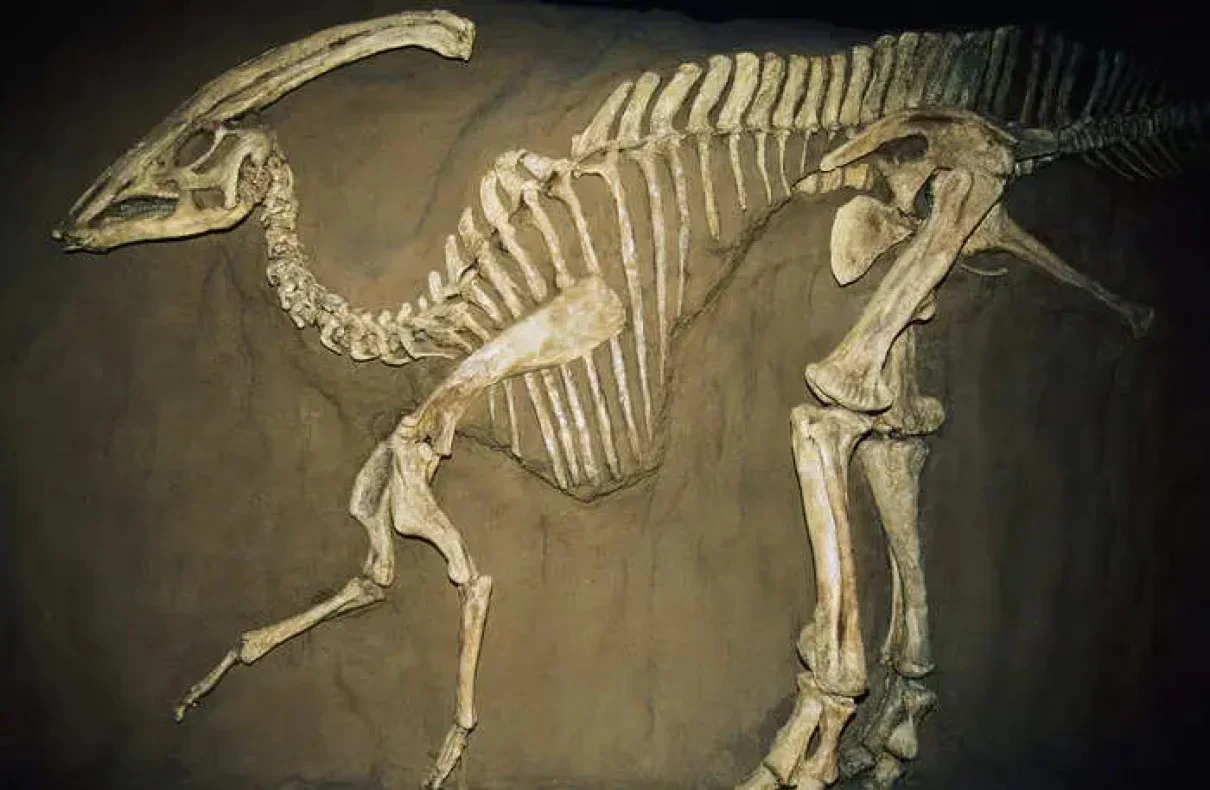 Dinosaur Fossil: The Incredible Seventy-Million-Year-Old Discovery