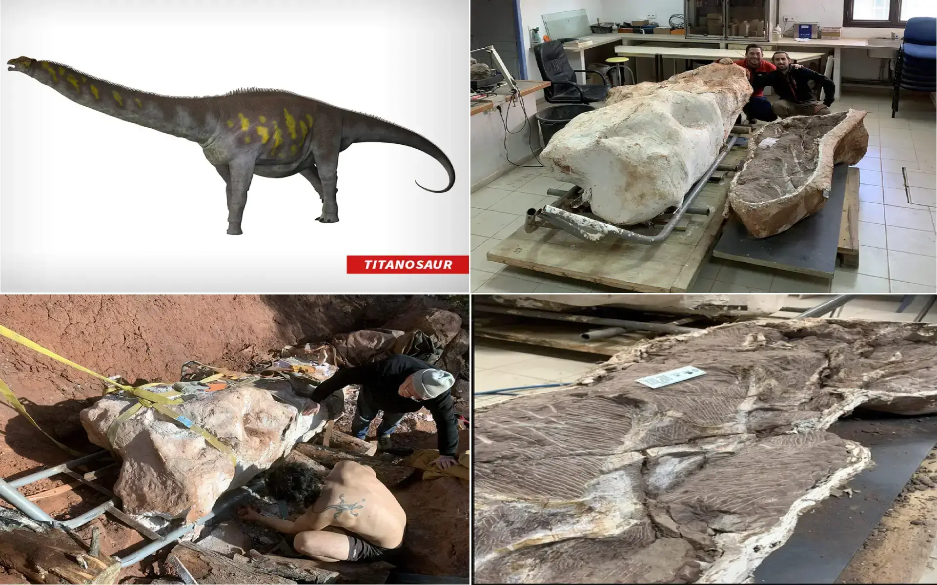 Titanosaurs Skeleton Found
