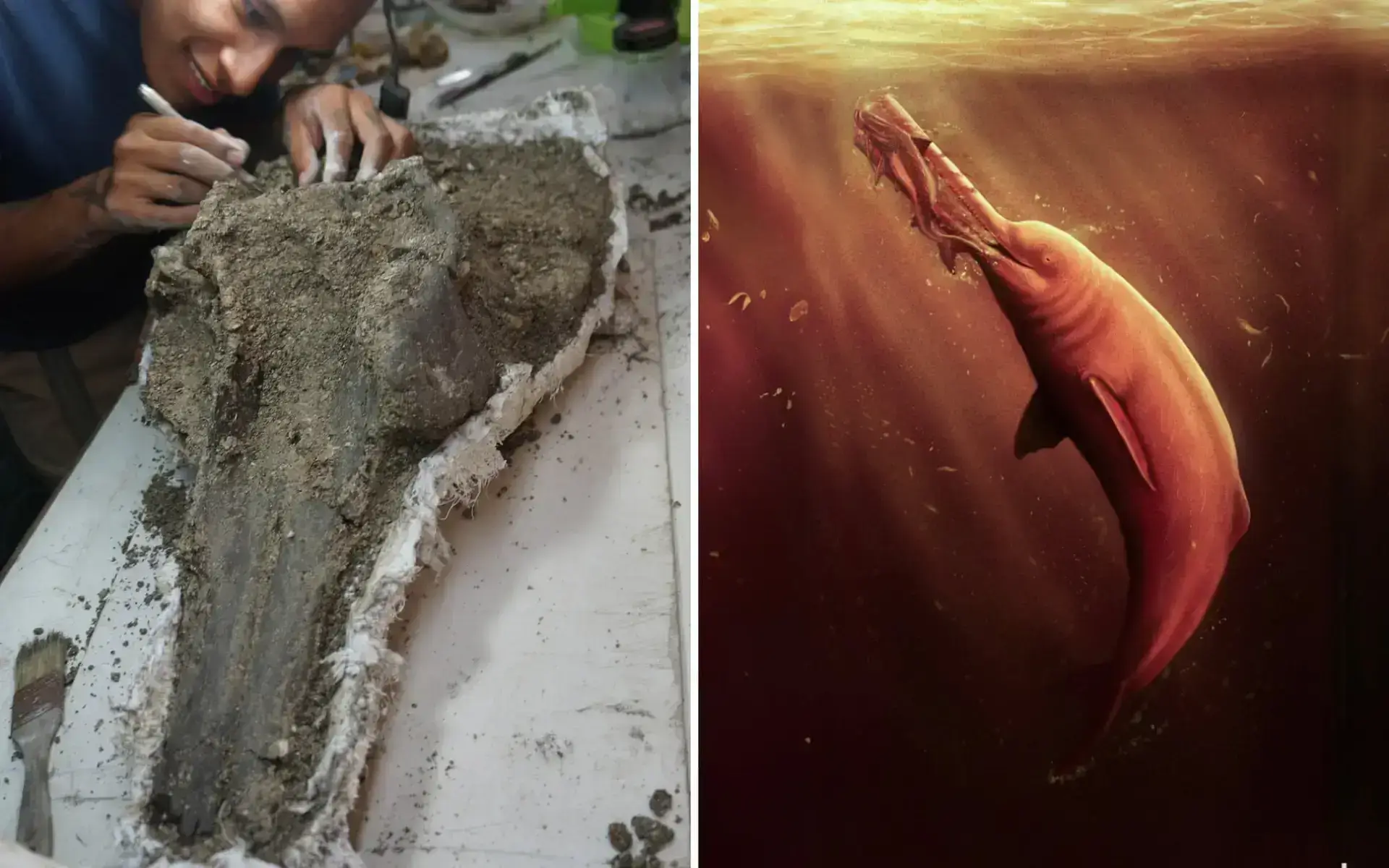 Scientists discover Giant Ancient Dolphin Skull in Amazon