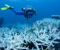 Australia’s Great Barrier Reef is being ‘transformed’ due to repeated coral bleaching