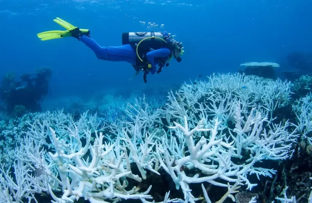 Australia’s Great Barrier Reef is being ‘transformed’ due to repeated coral bleaching