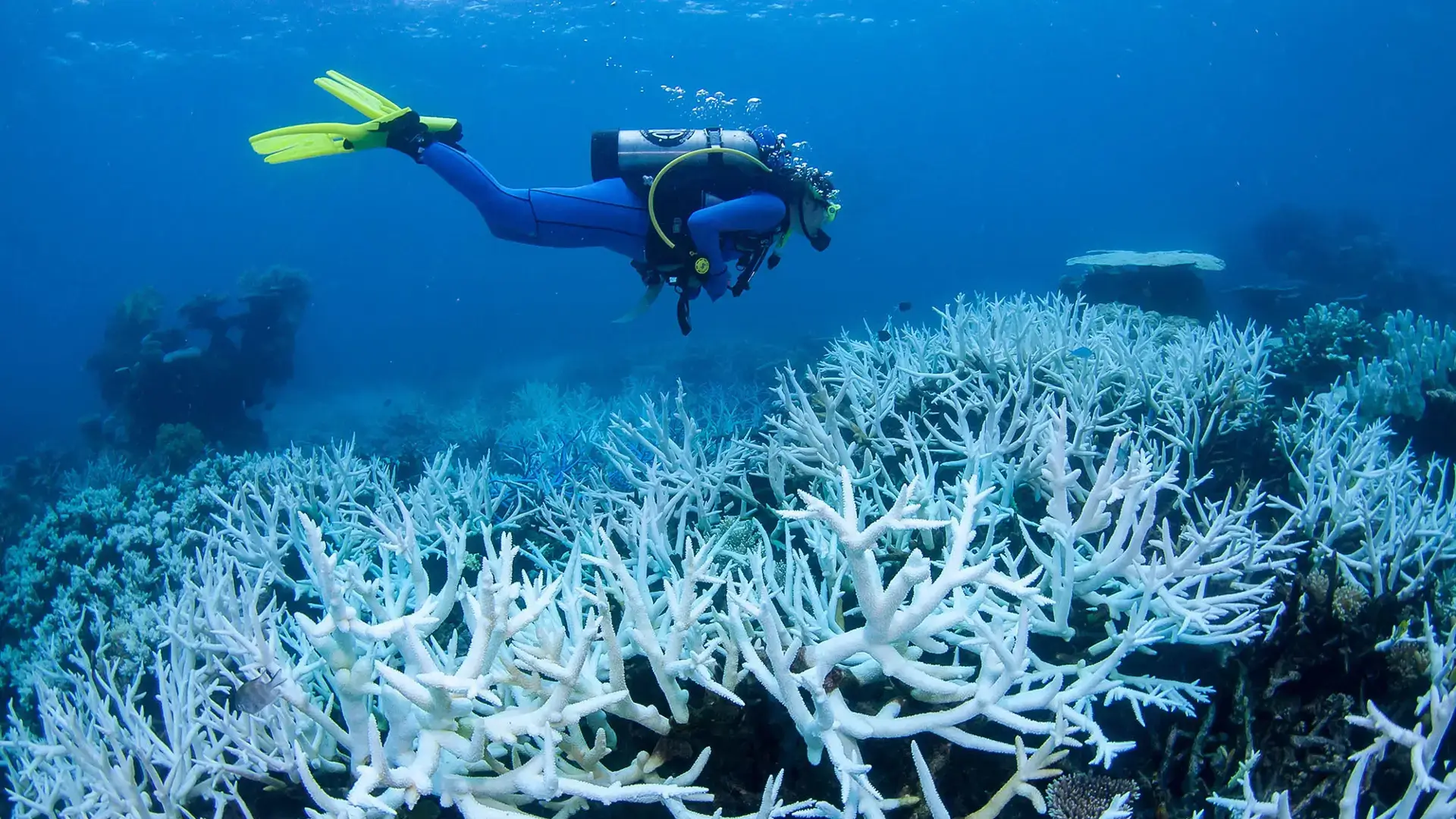 Australia's Great Barrier Reef Is Being 'transformed' Due To Repeated Coral Bleaching