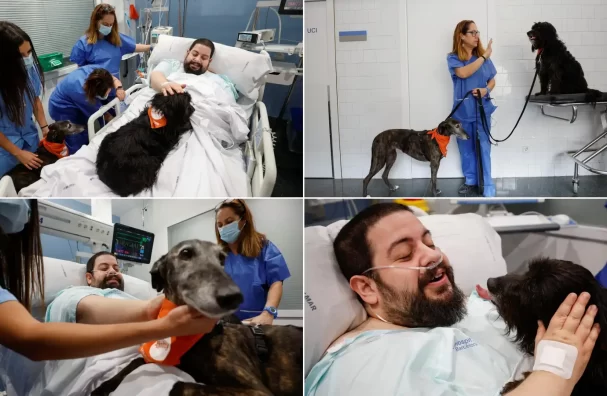 Barcelona Hospital Turns to Animal Therapy to Boost ICU Patients Morale