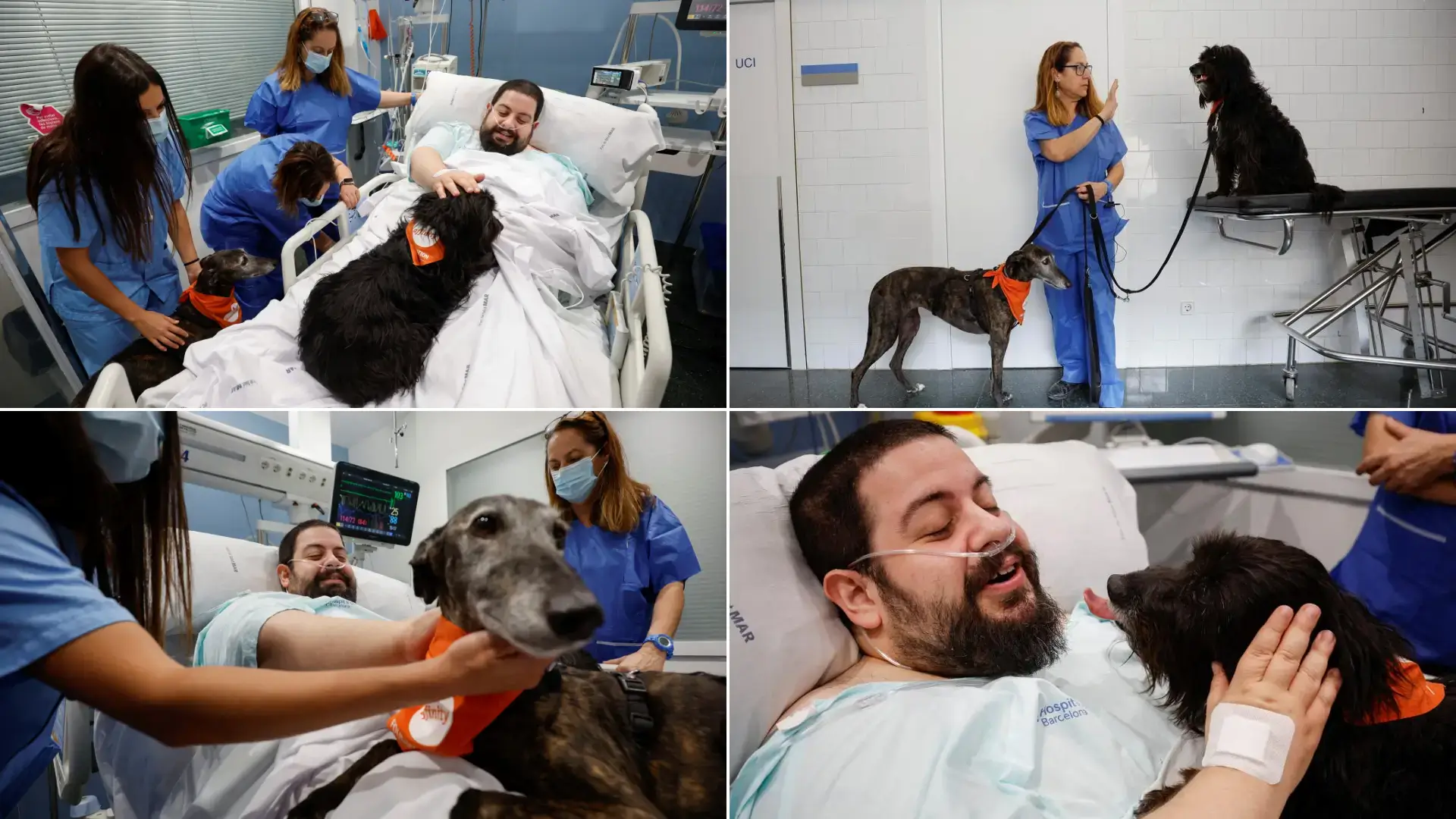 Barcelona Hospital Turns To Animal Therapy To Boost Icu Patients' Morale