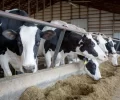 Bird Flu Potential Risk to Cow Outside the US