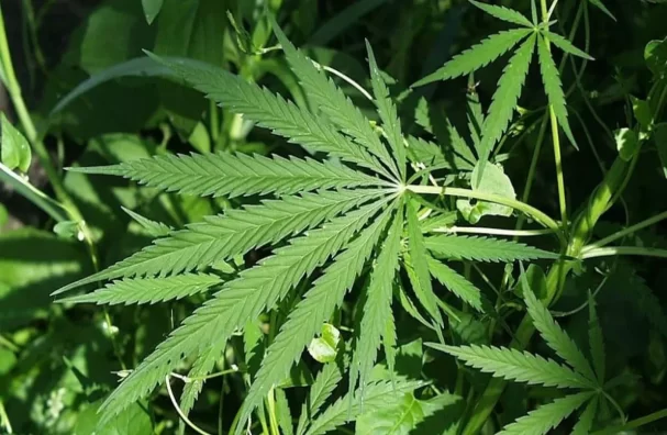 Global Syndicate Exploiting Medical Marijuana Investment Busted