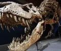 Is Tyrannosaurus Rex a ‘Brainy’ Animal or a ‘Clever’ Crocodile?