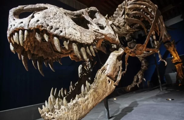Is Tyrannosaurus Rex A 'brainy' Animal Or A 'clever' Crocodile