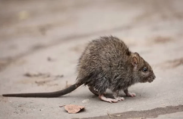 The Rising Threat Of Rat-borne Diseases How To Stay Safe