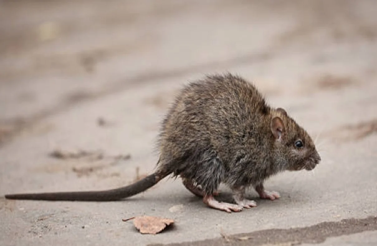 The Rising Threat Of Rat-borne Diseases How To Stay Safe